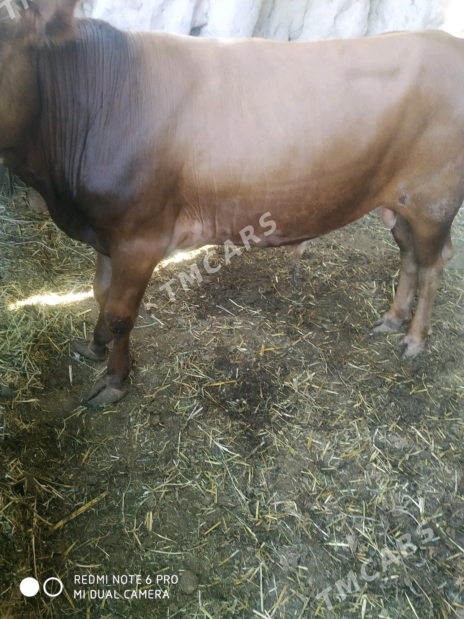 окуз - Çärjew - img 2