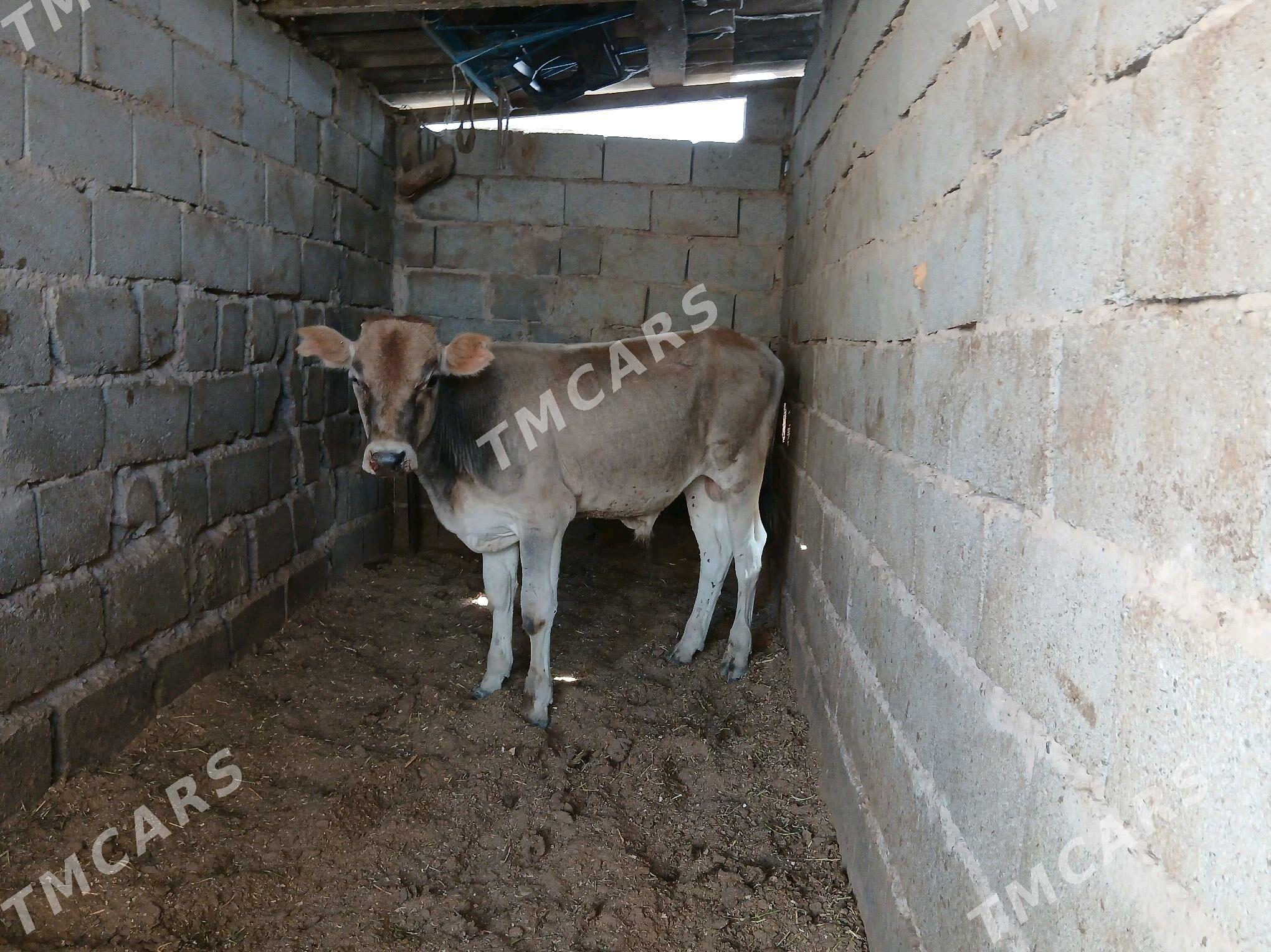 öküzçe - Gyzylarbat - img 2