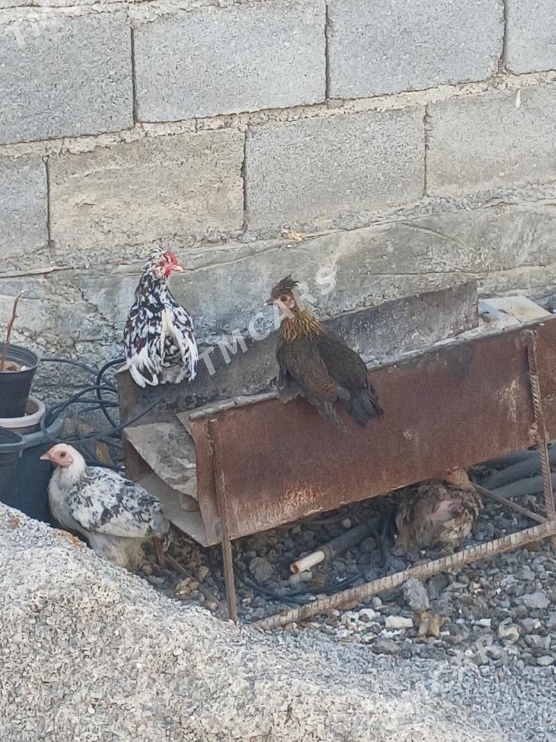 karlik - Çoganly - img 3