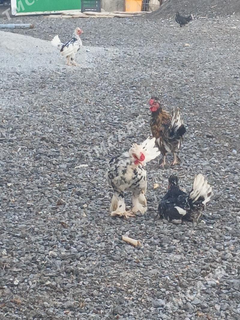 karlik - Çoganly - img 2