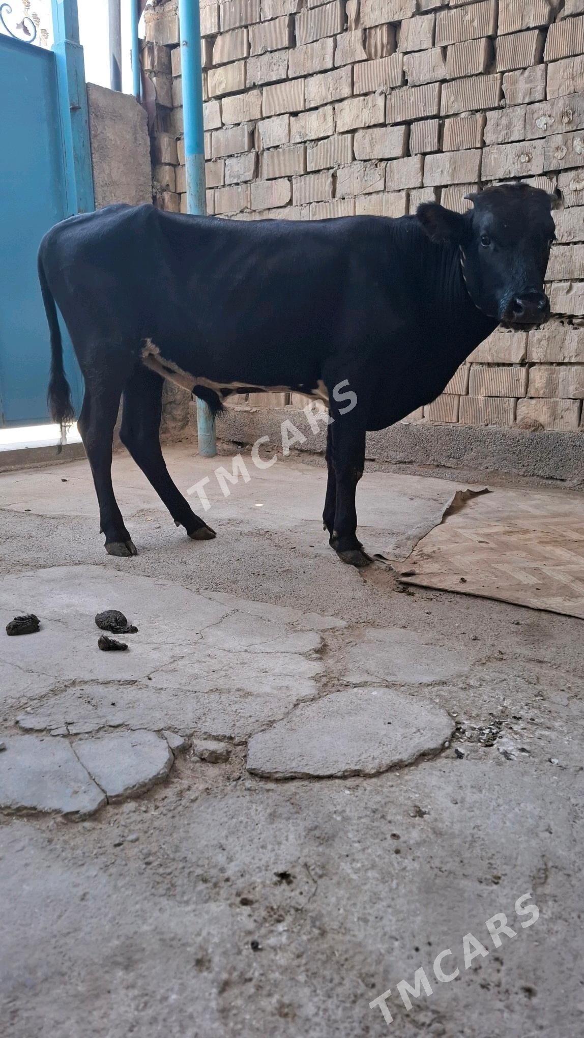 okuz - Garadamak Şor - img 2