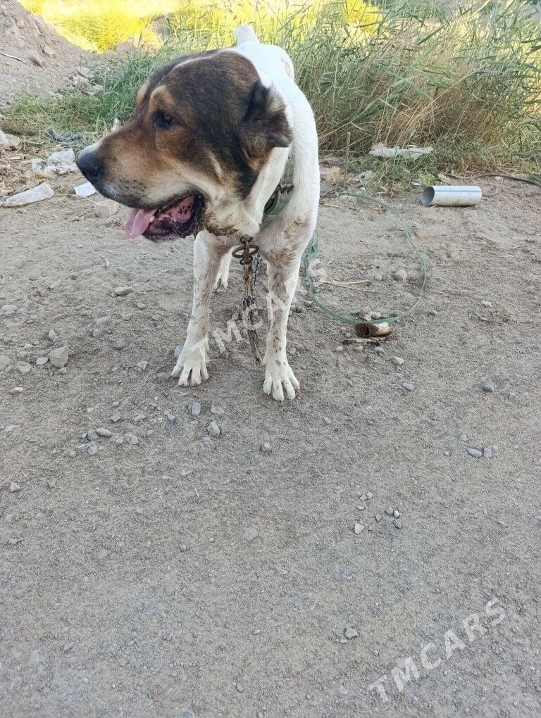 Alabaý köpek - Туркменабат - img 2