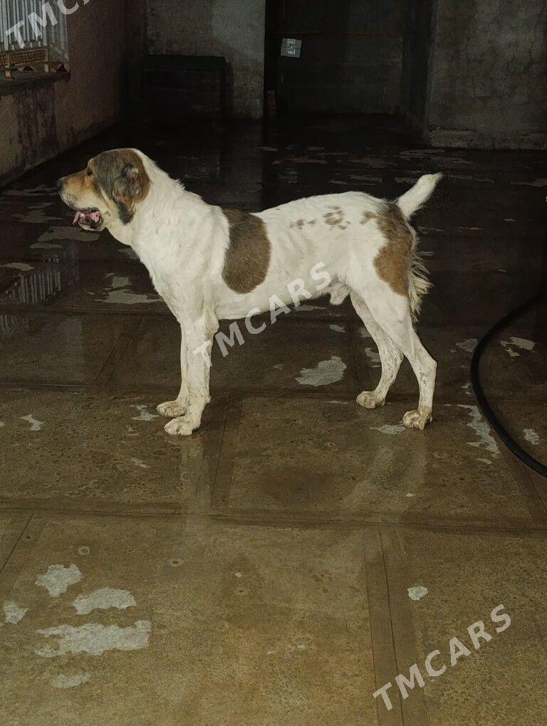Alabaý köpek - Туркменабат - img 5