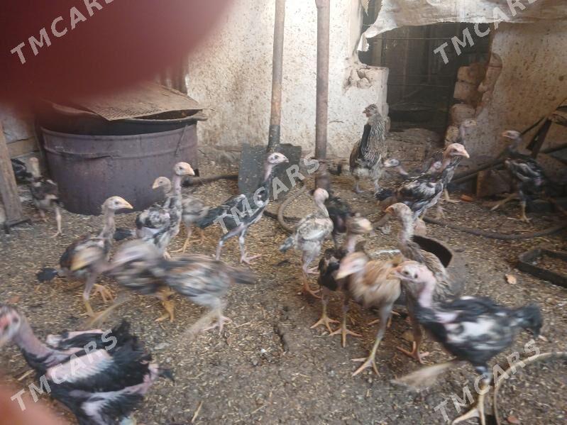 juyje - Daşoguz - img 2
