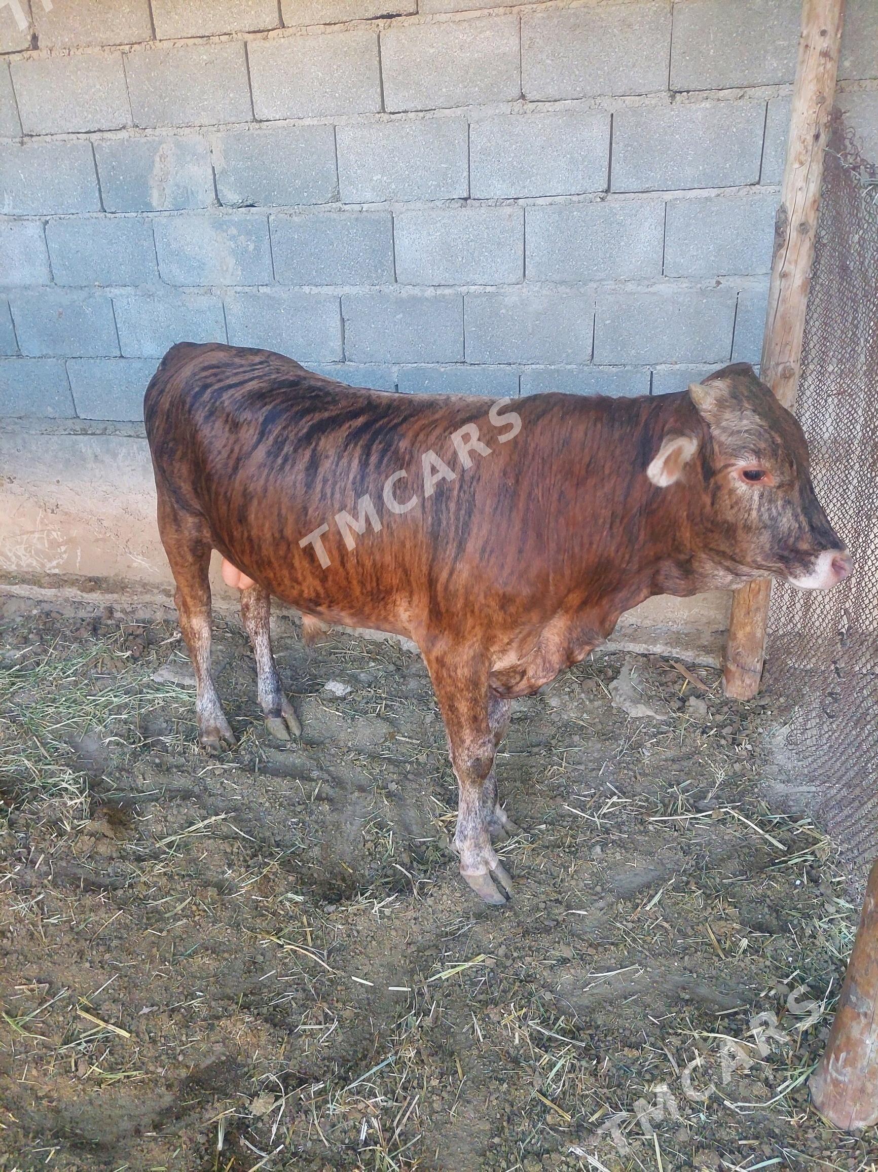 Ökiz - Gökdepe - img 3