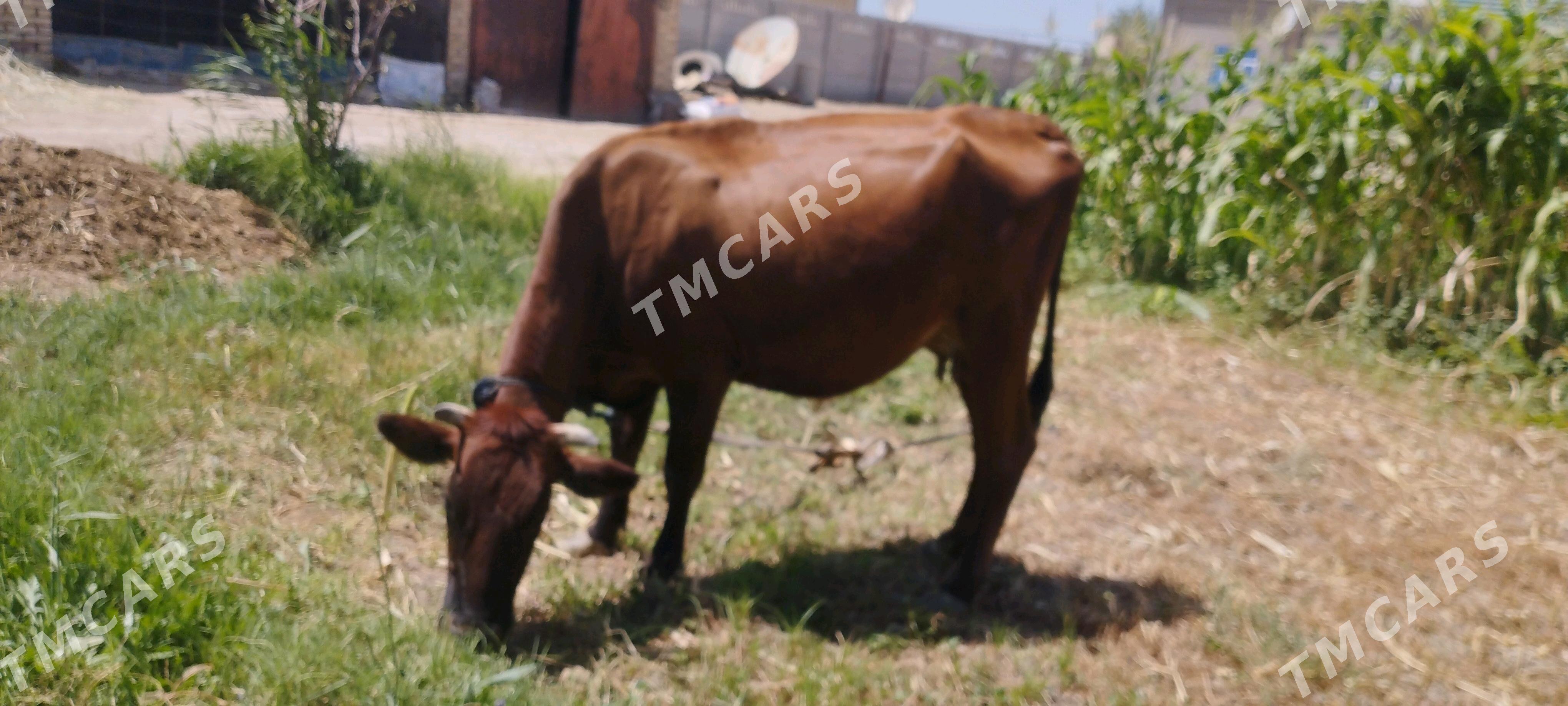Goleli sygyr - Murgap - img 3