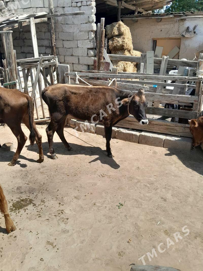 Õküz we tüwe - Köşi - img 3