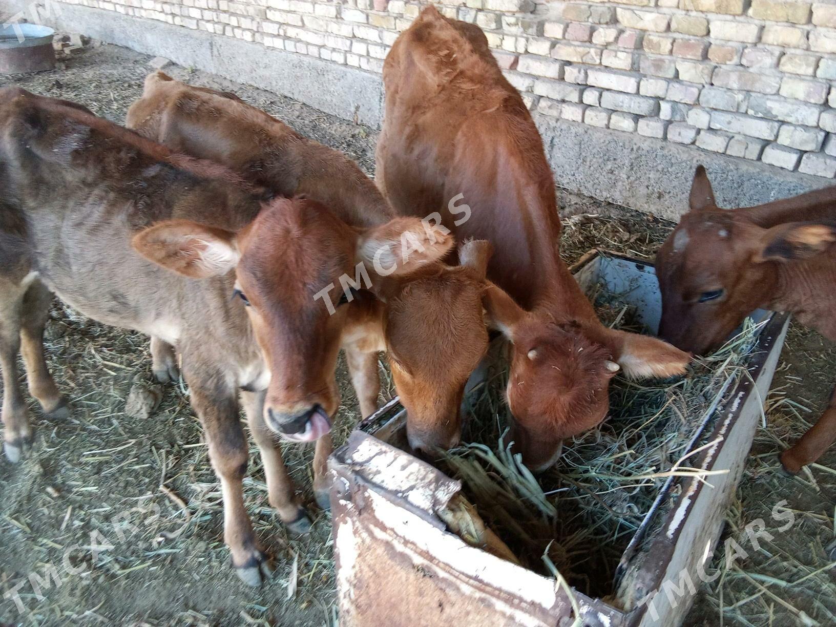 GÖLELER - Mary - img 2