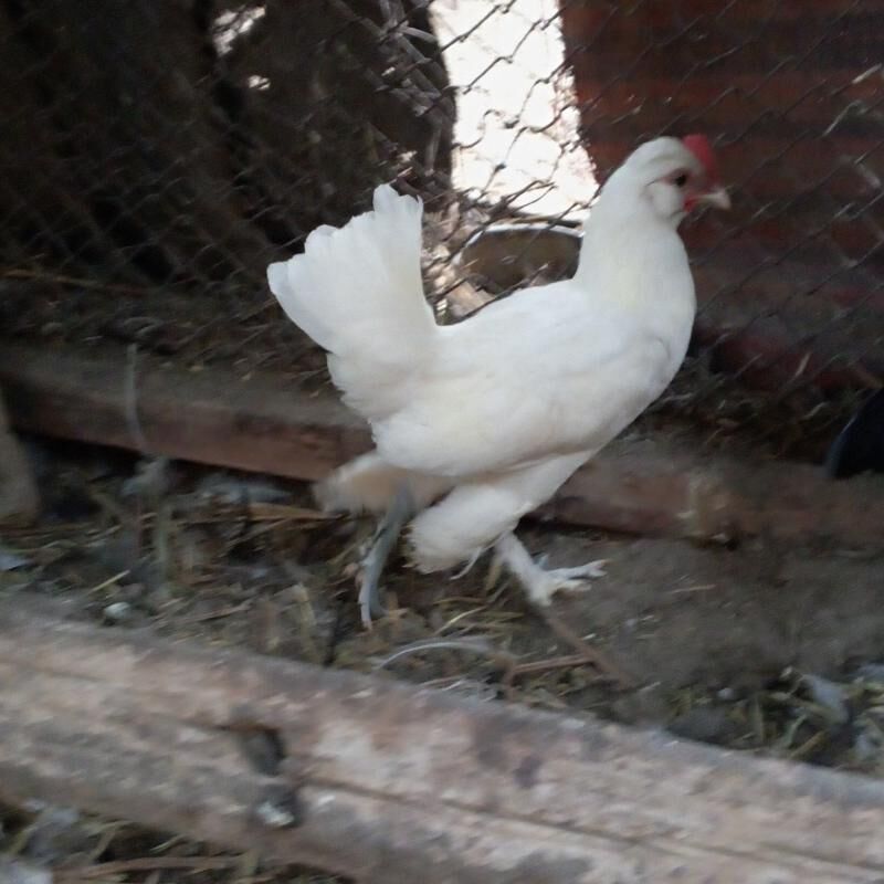karlik horaz jüje - Çärjew - img 2