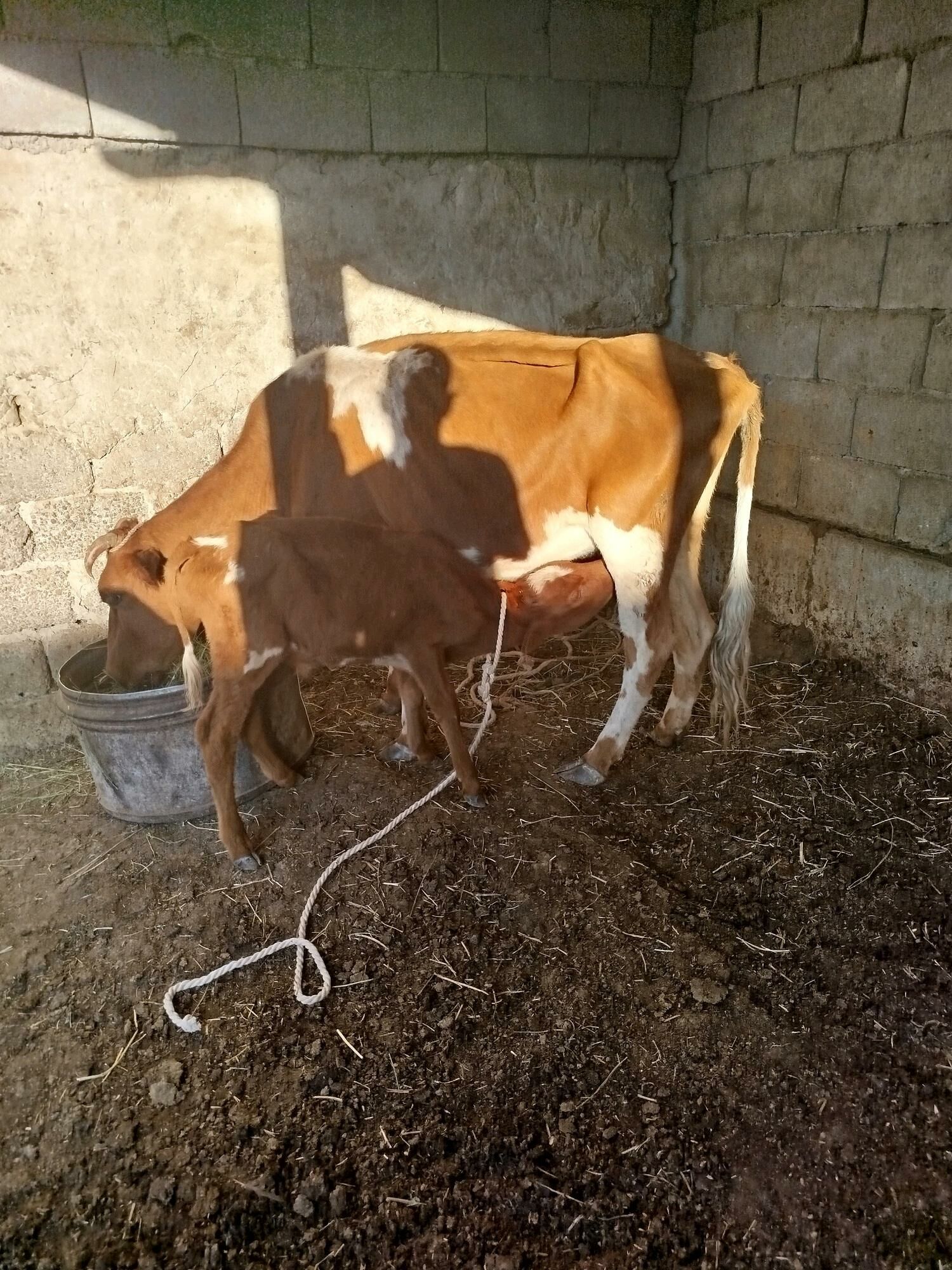 goleli sygyr - Garadamak Şor - img 3