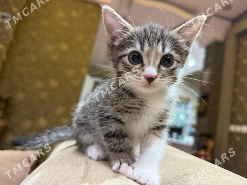 котенок - Änew - img 6