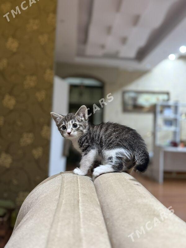 котенок - Änew - img 4
