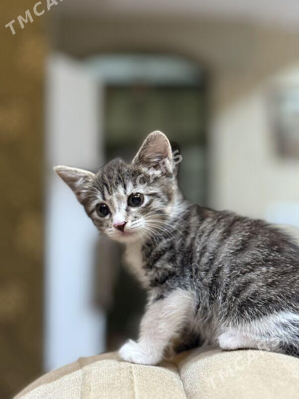 котенок - Änew - img 5