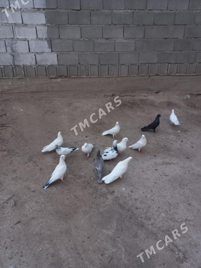 kepderi - Hitrowka - img 3