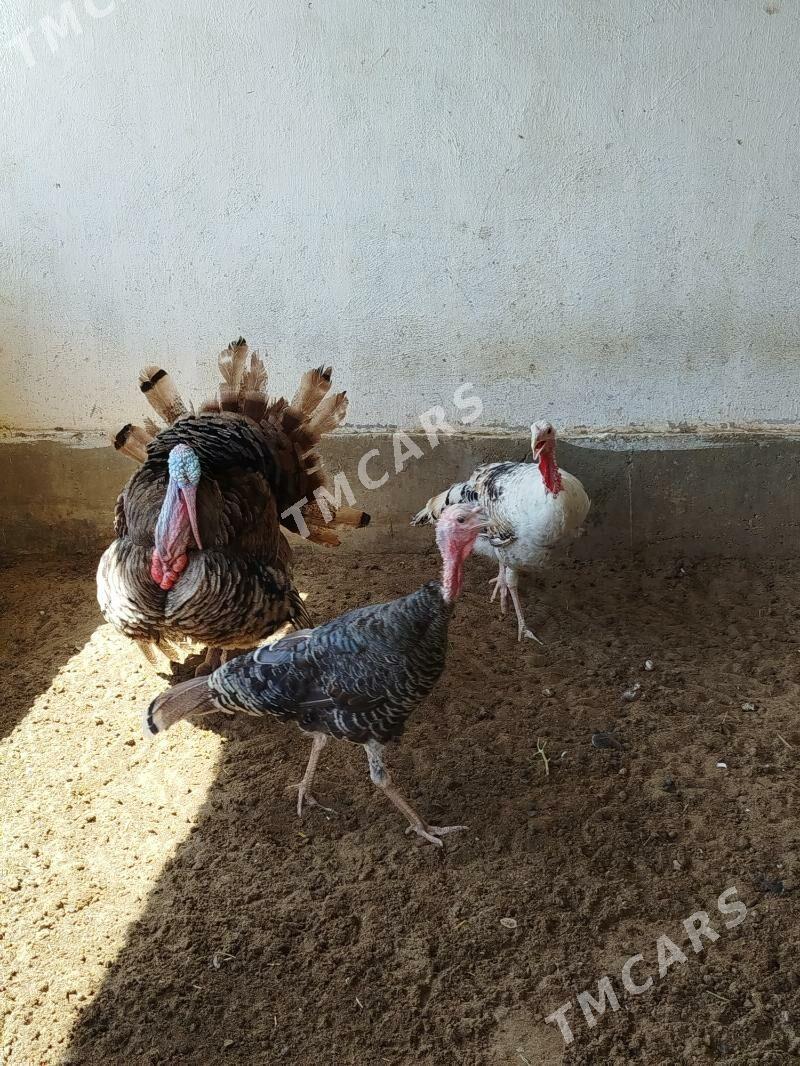Induk - Balkanabat - img 1