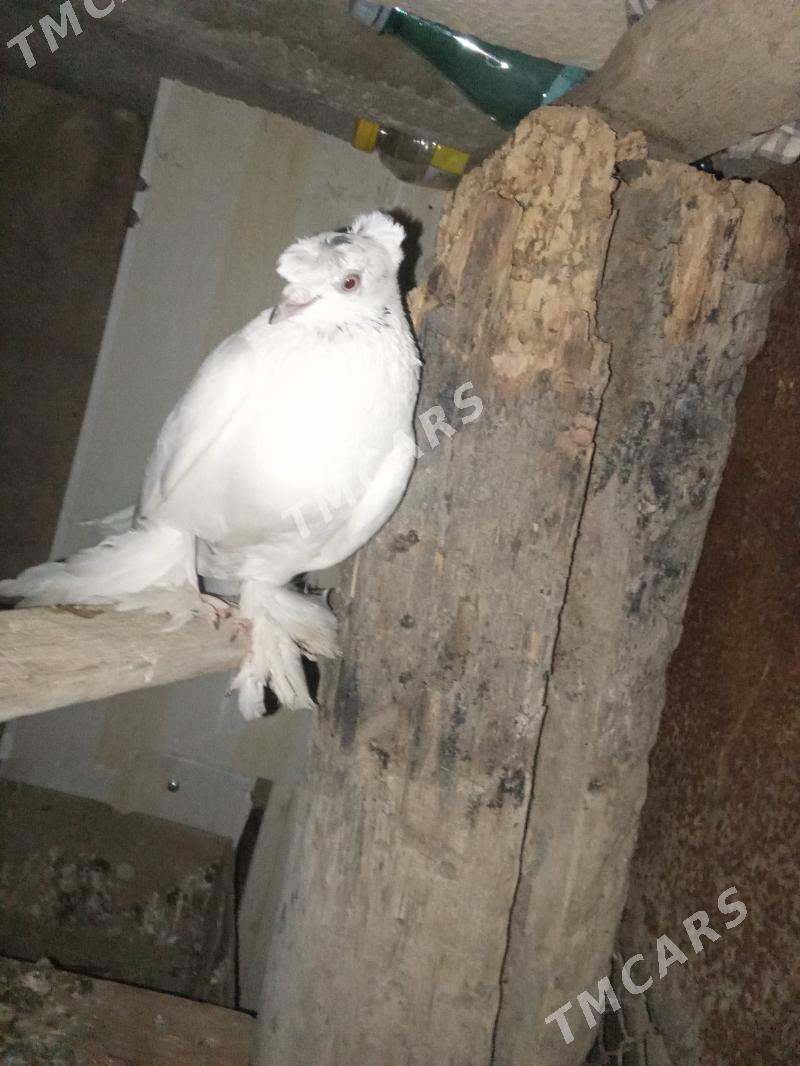 Kepderi - Mary - img 1