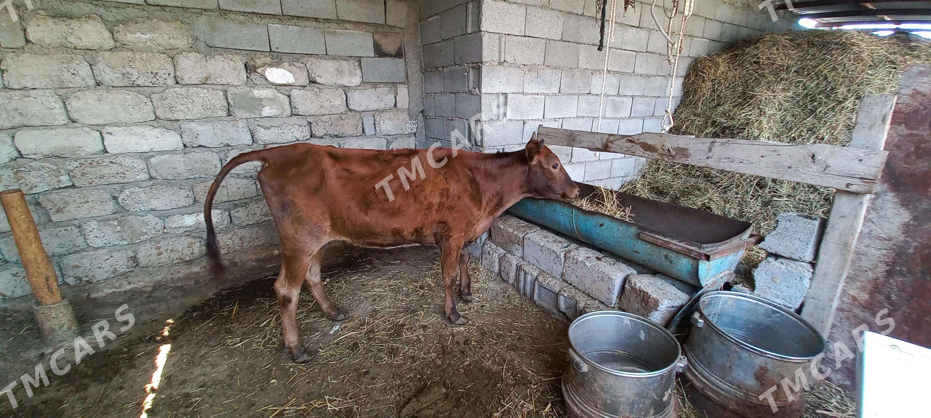 Tuwe Gole - Büzmeýin - img 2