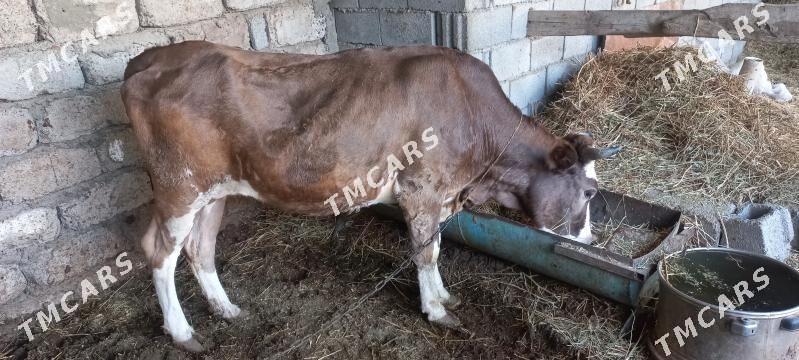 Sygyr bogoz - Бузмеин - img 1