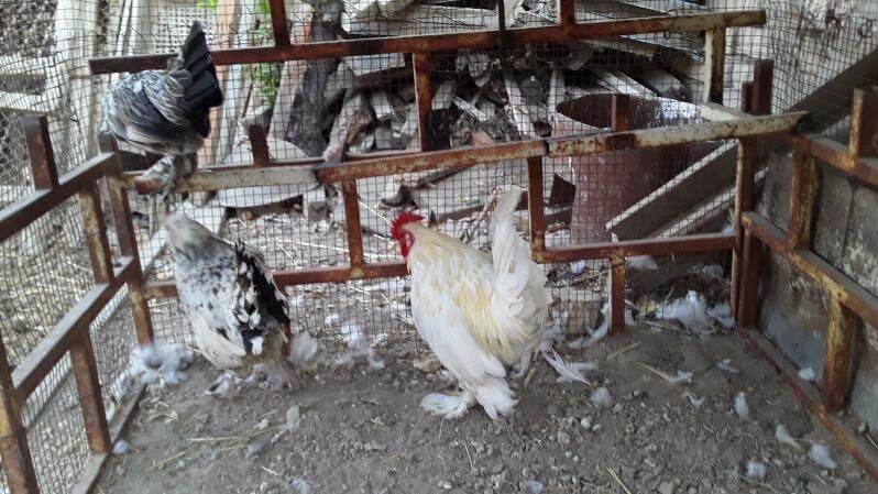 Karlik - Türkmenabat - img 2