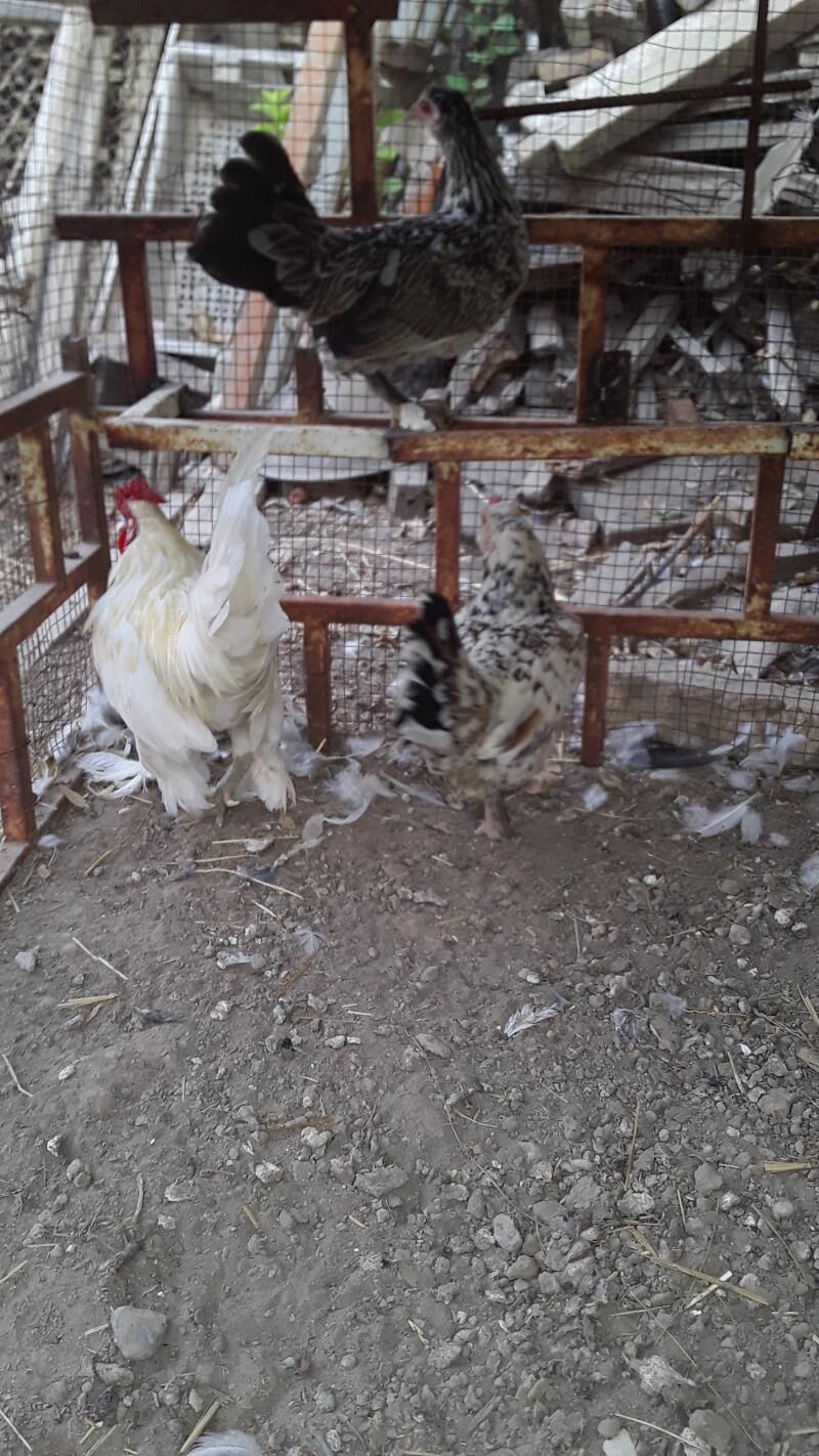 Karlik - Türkmenabat - img 1