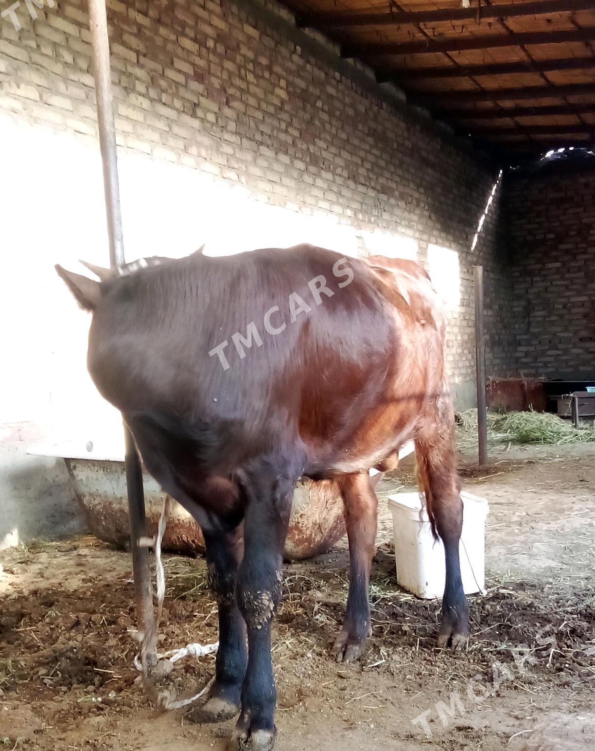 Öküzler Siwet Tohum 2 sany - Gökdepe - img 4