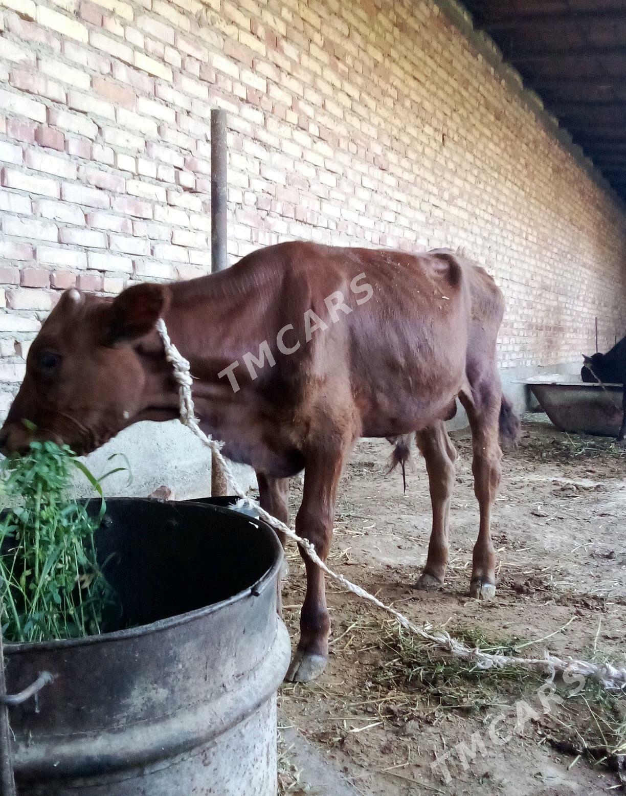 Öküzler Siwet Tohum 2 sany - Gökdepe - img 7
