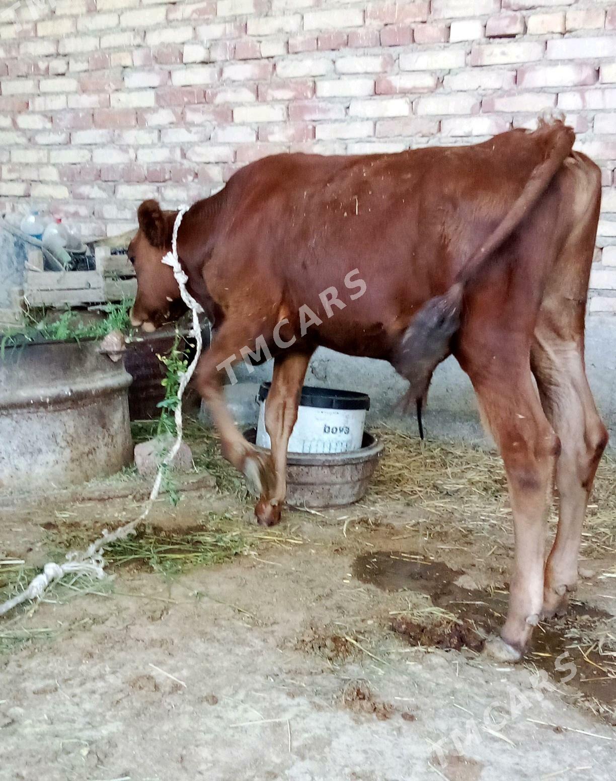 Öküzler Siwet Tohum 2 sany - Gökdepe - img 8
