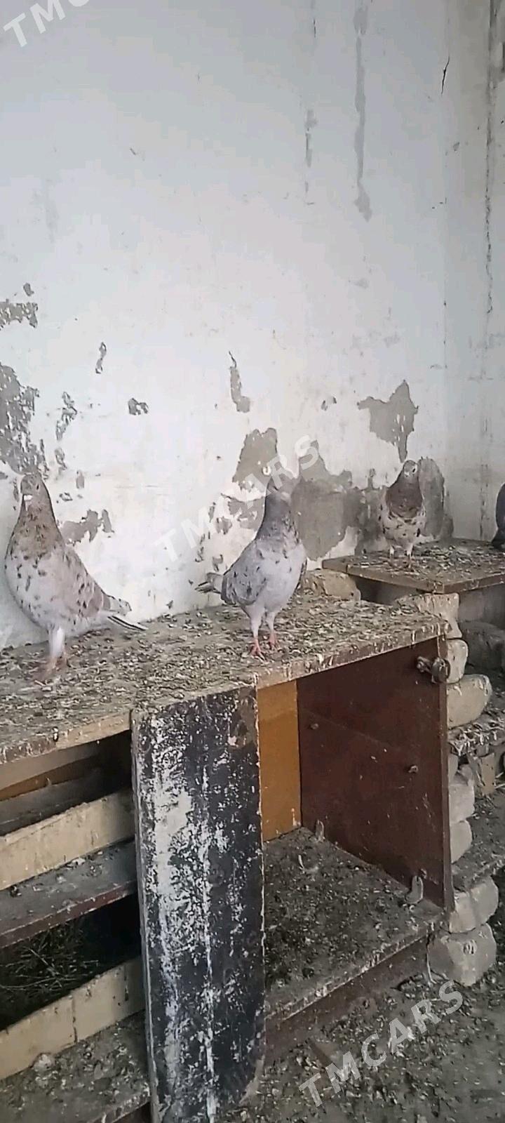 kepderi. - Bäherden - img 3