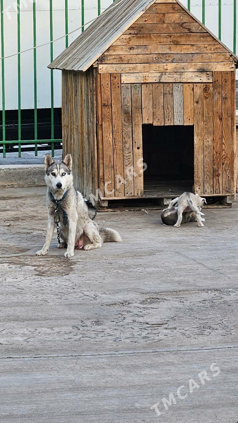 Хаски - Täze zaman - img 4