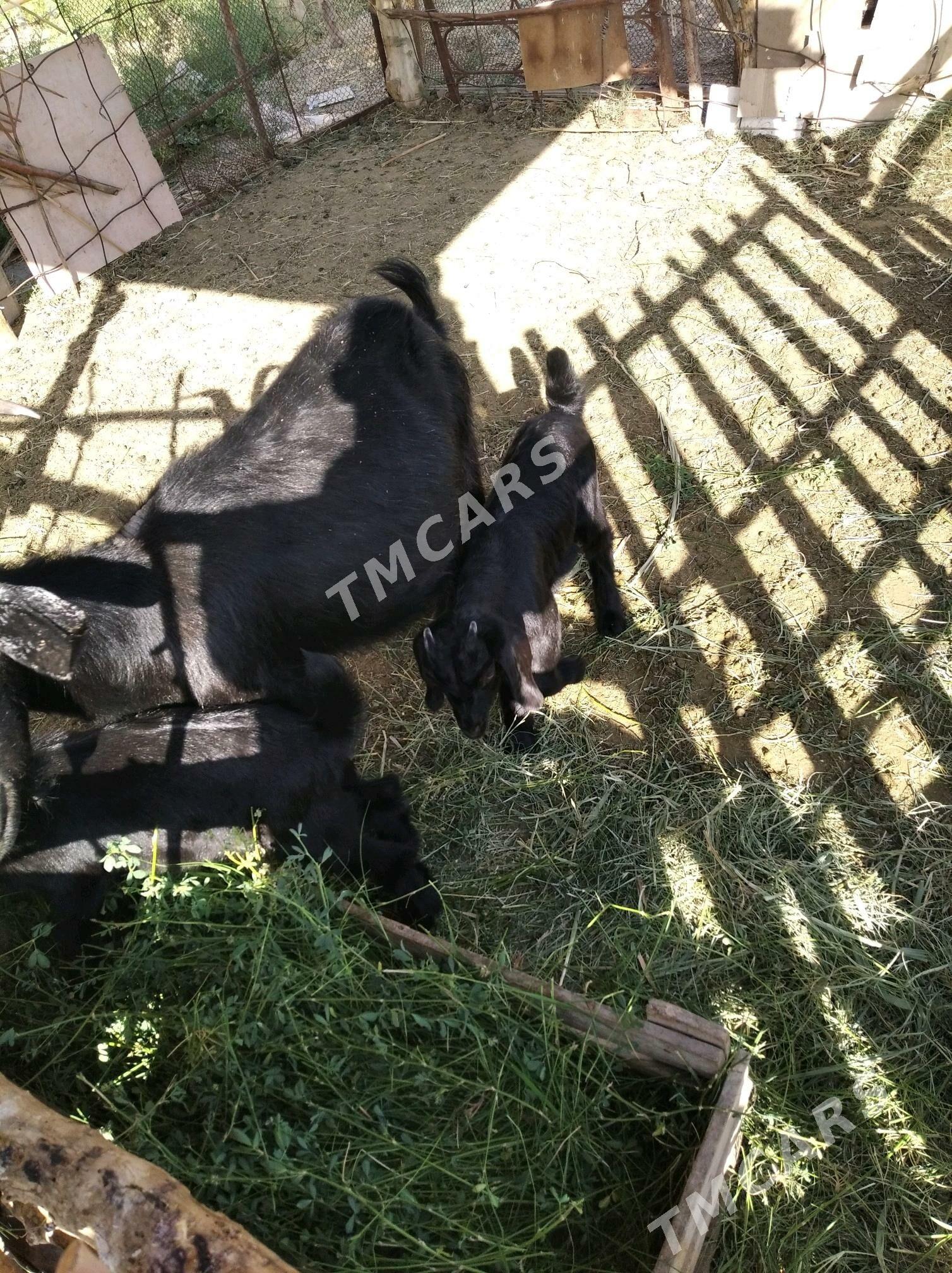ekiz owlakly geçi - Wekilbazar - img 2