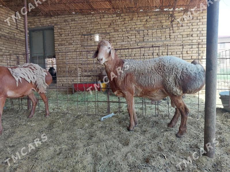 GISAR ARAŞAN ARASSA GOYUN - Kerki - img 5