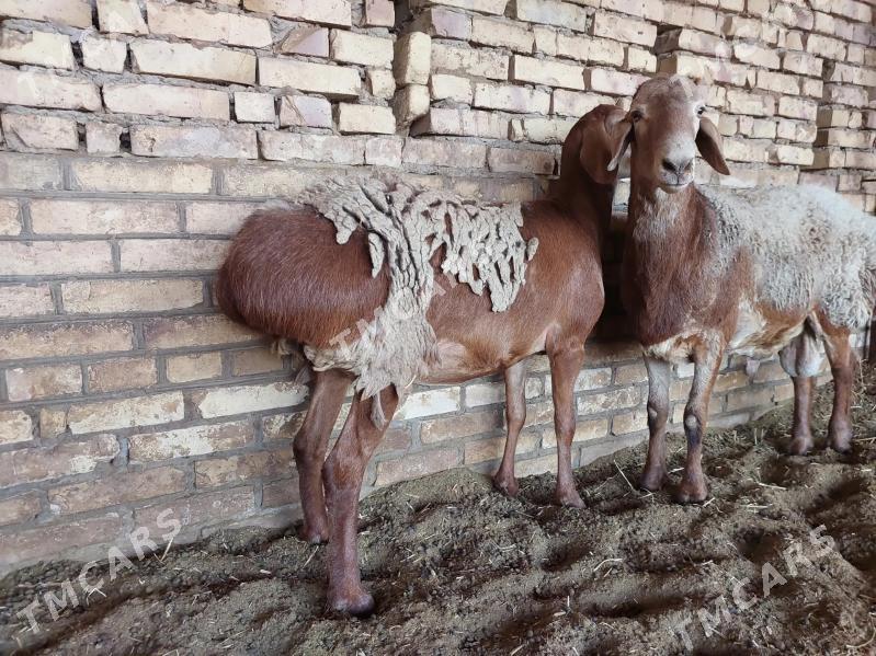 GISAR ARAŞAN ARASSA GOYUN - Kerki - img 2