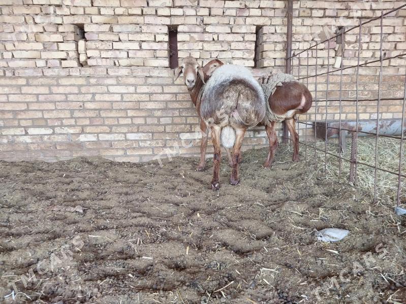 GISAR ARAŞAN ARASSA GOYUN - Kerki - img 6