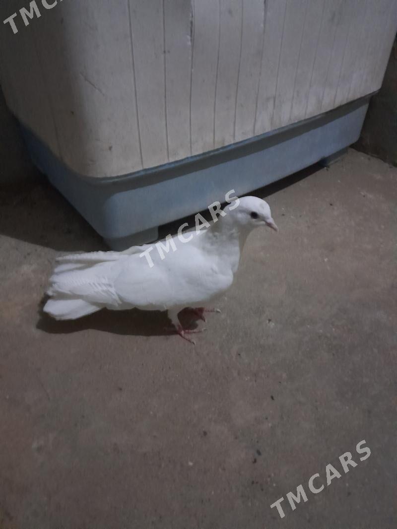 kepderi - Gyzylarbat - img 2
