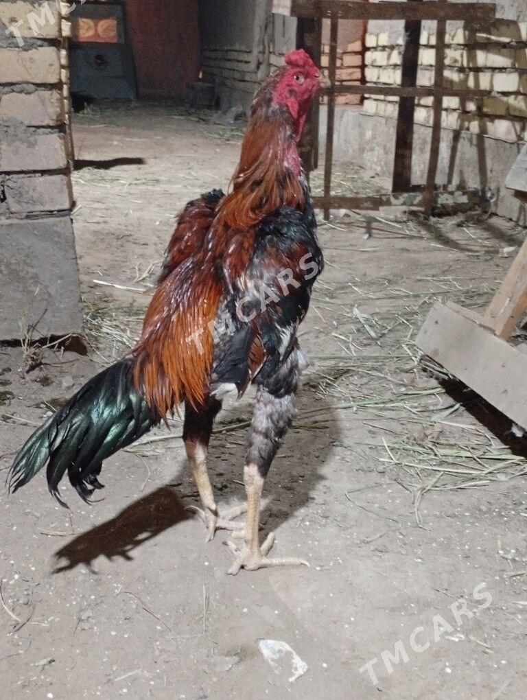horaz - Şabat etr. - img 2