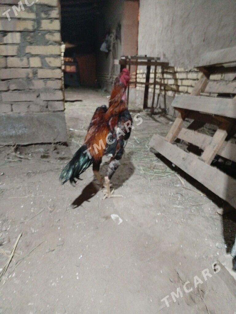 horaz - Şabat etr. - img 3