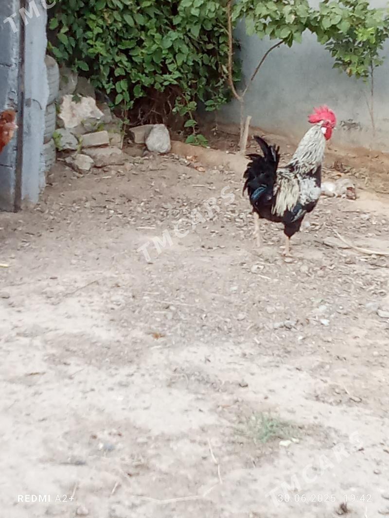 türkmen horaz - Gökje - img 2