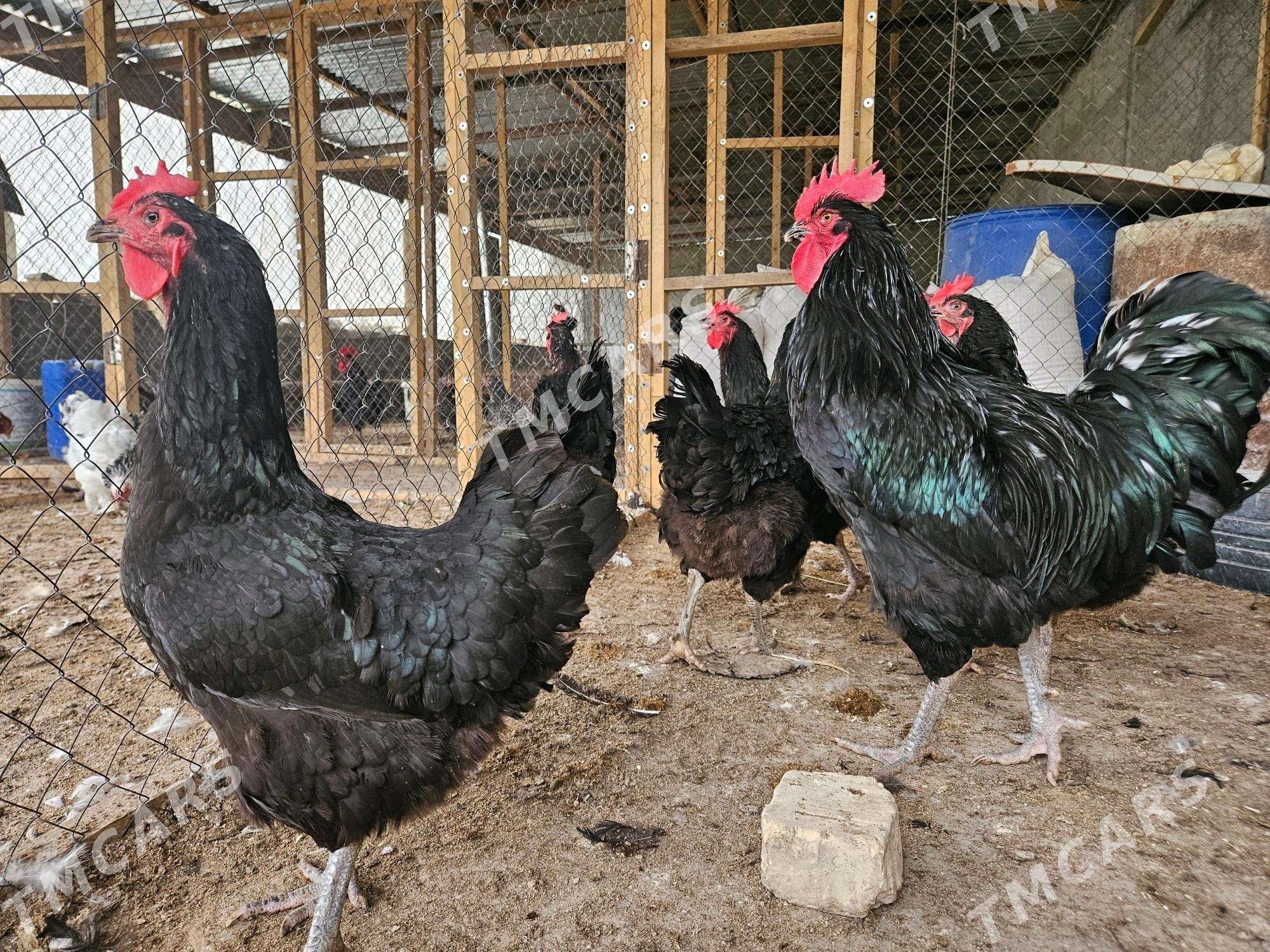 Jüýje - Gökdepe - img 2