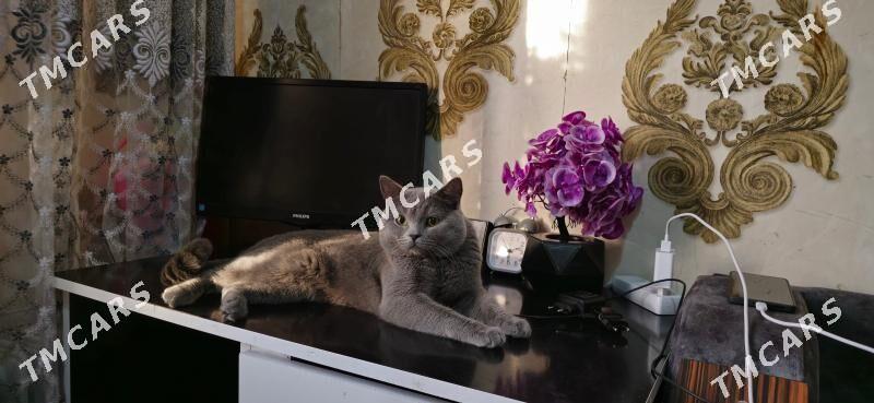 шотландский кот - Мары - img 2