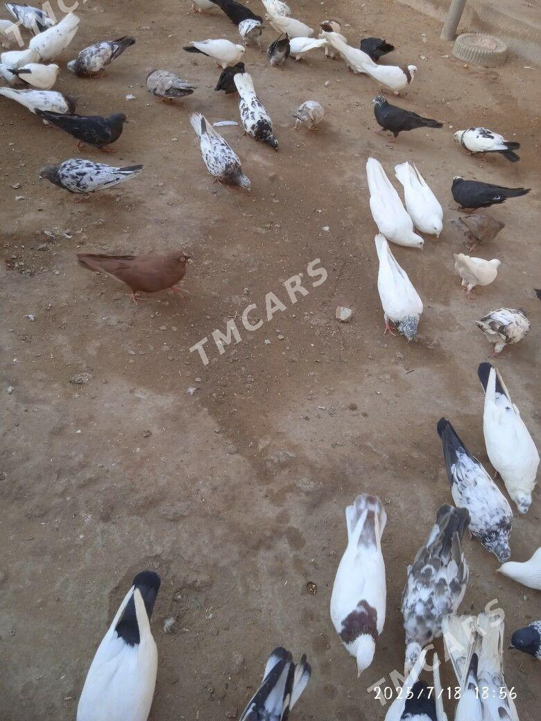 кепдер - Türkmenabat - img 2