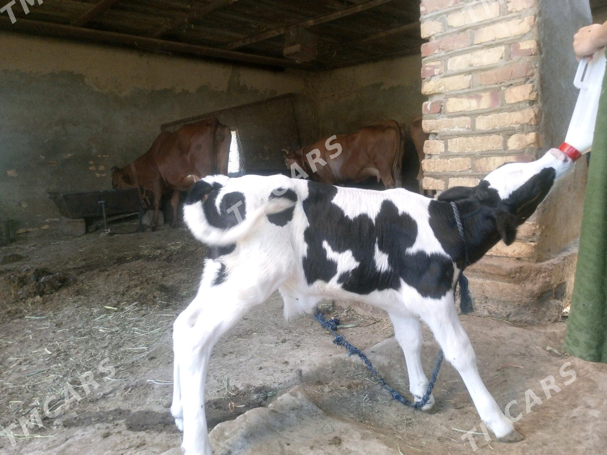 golisteyn göle okuzçe - Mary - img 3