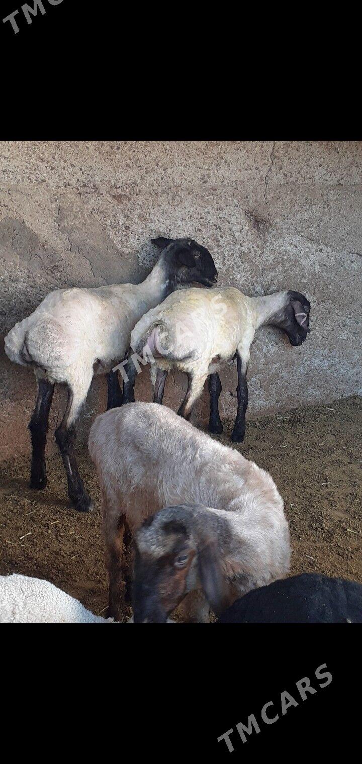 isek - Aşgabat - img 3