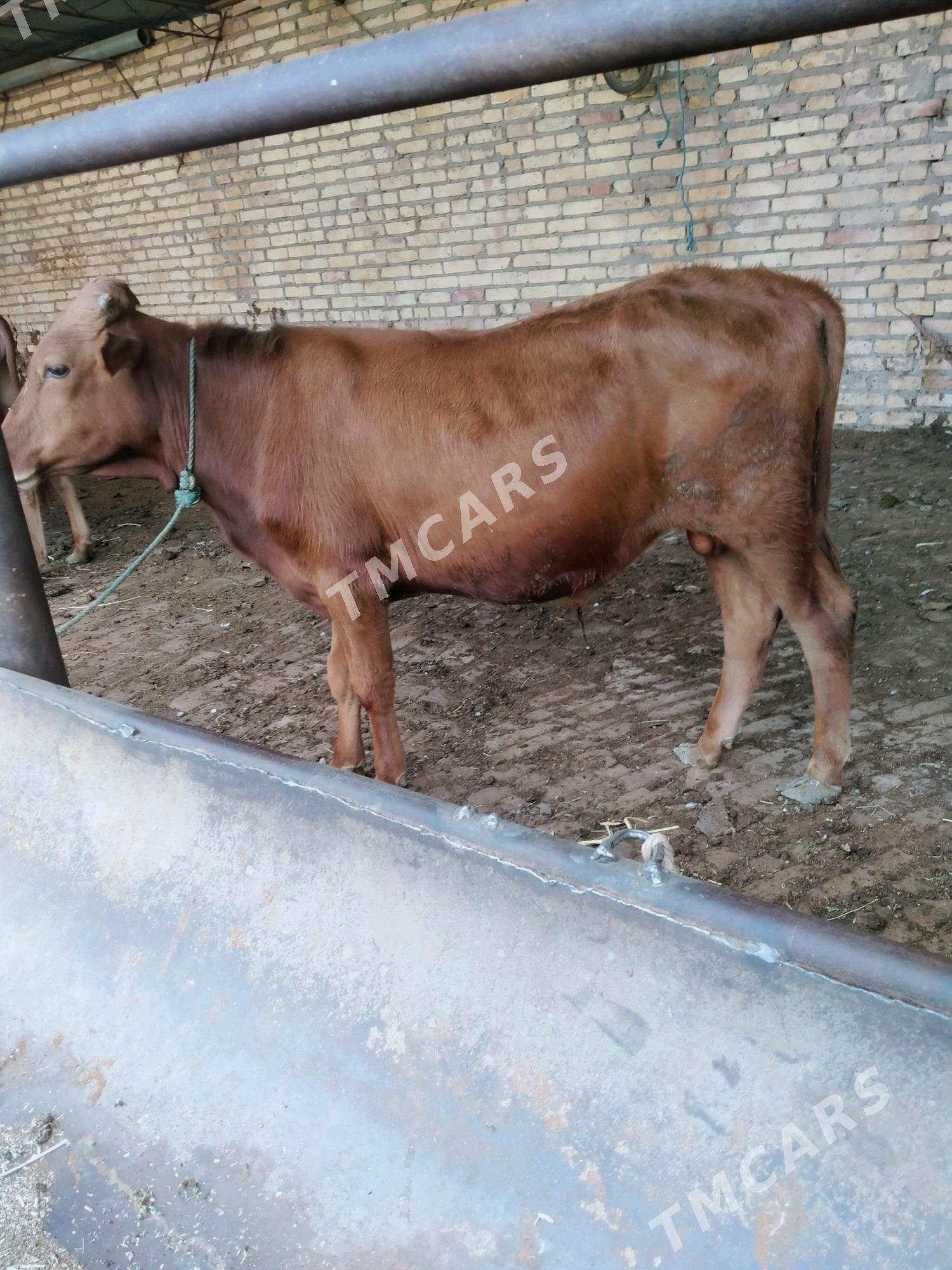 okuzler - Çärjew - img 3