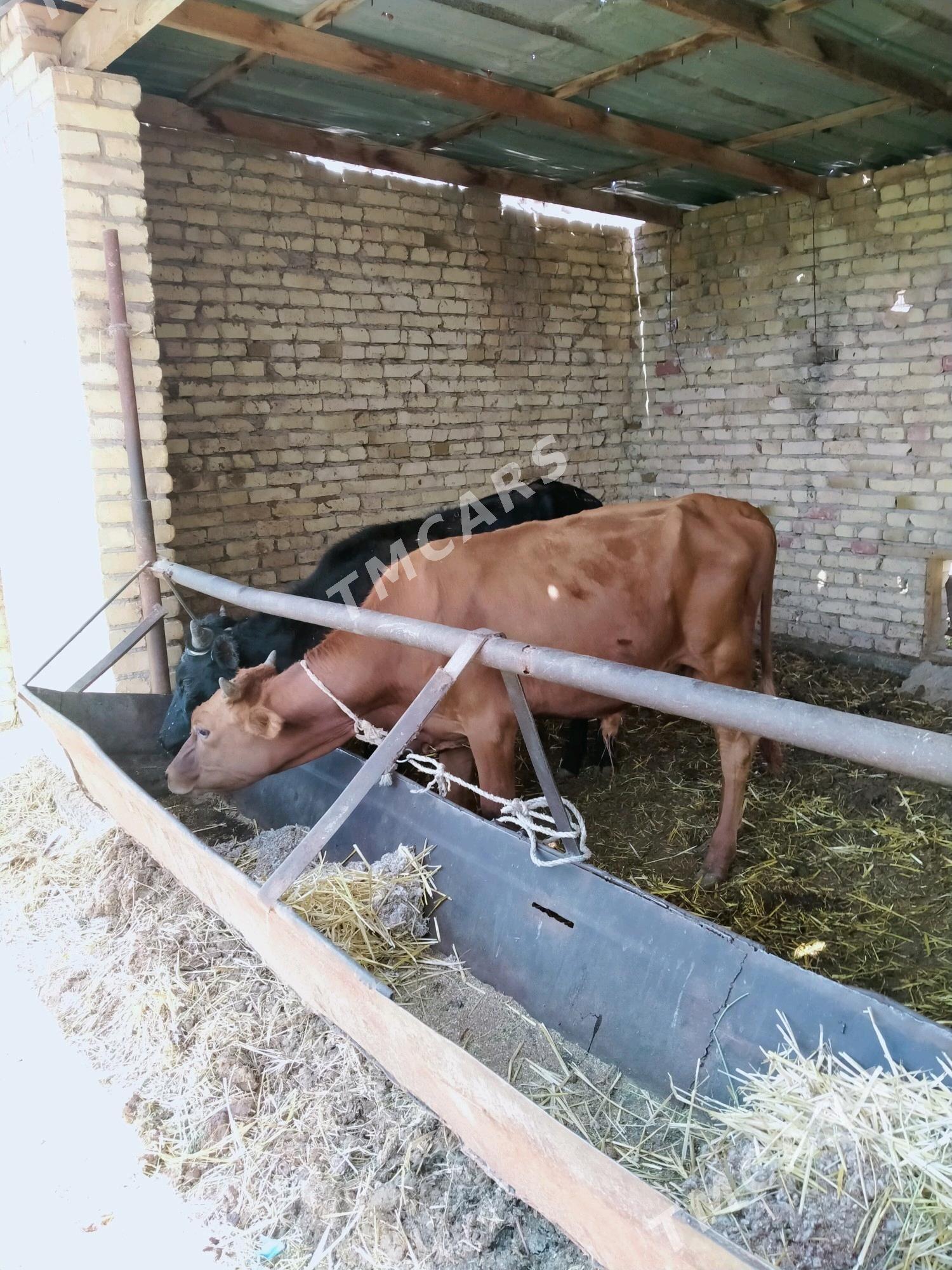 okuzler - Çärjew - img 8