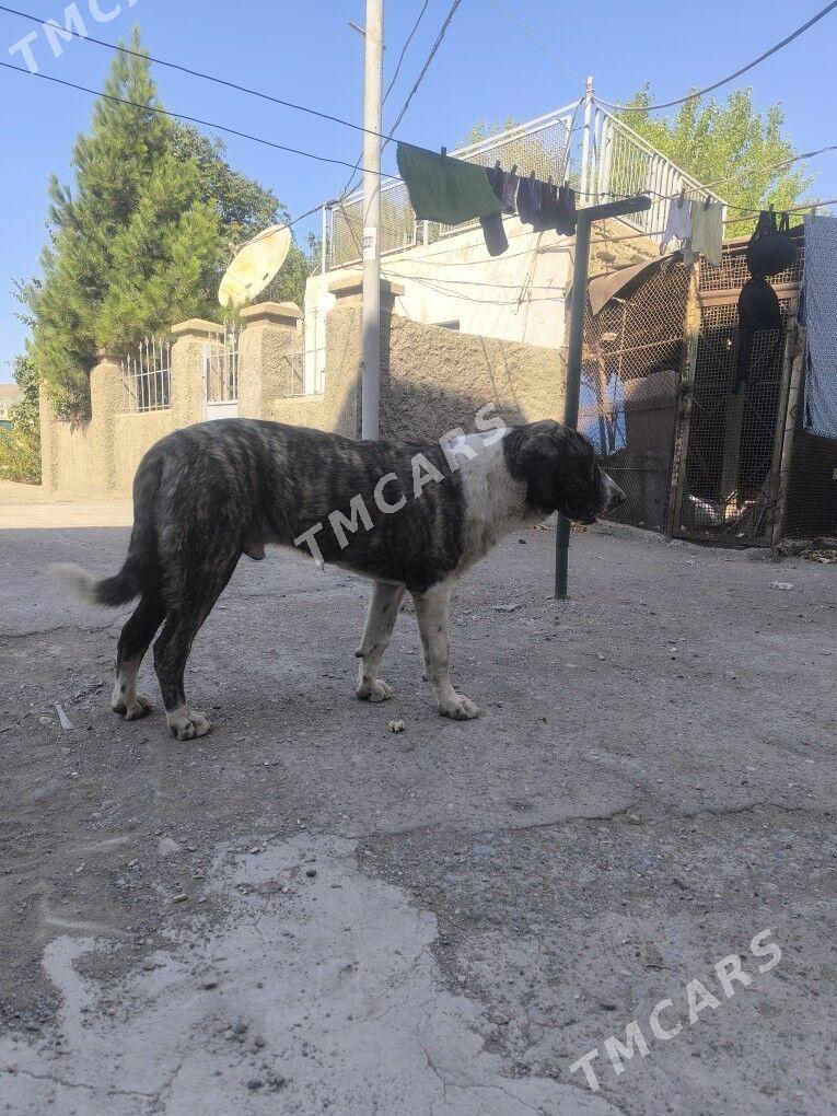 Алабай - Türkmenbaşy - img 2