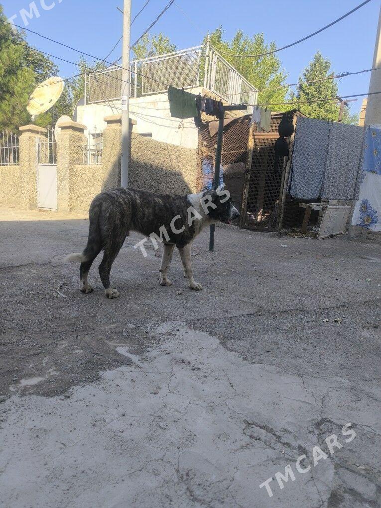 Алабай - Türkmenbaşy - img 3