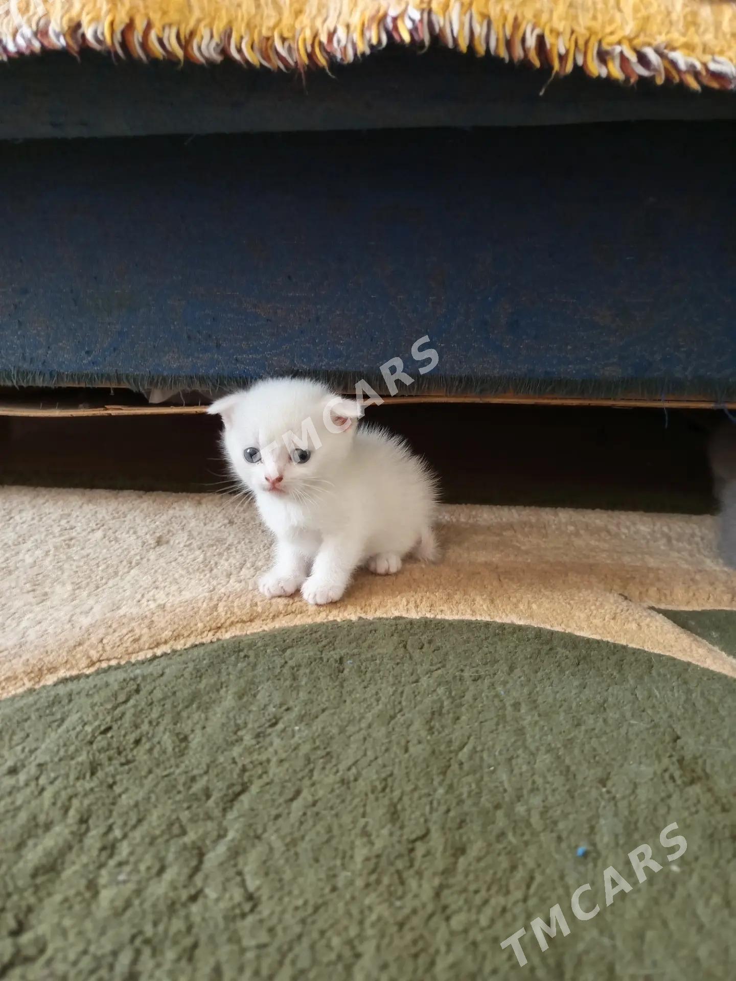 котята - Türkmenabat - img 4