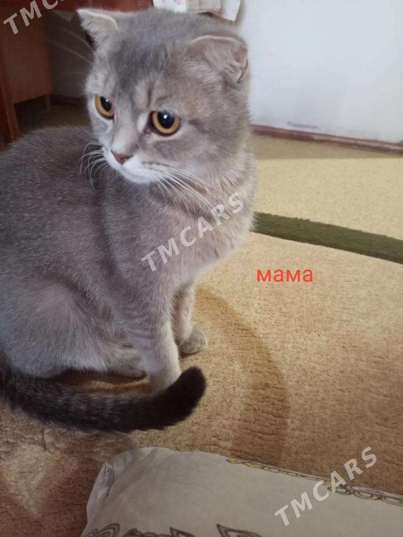 котята - Türkmenabat - img 6