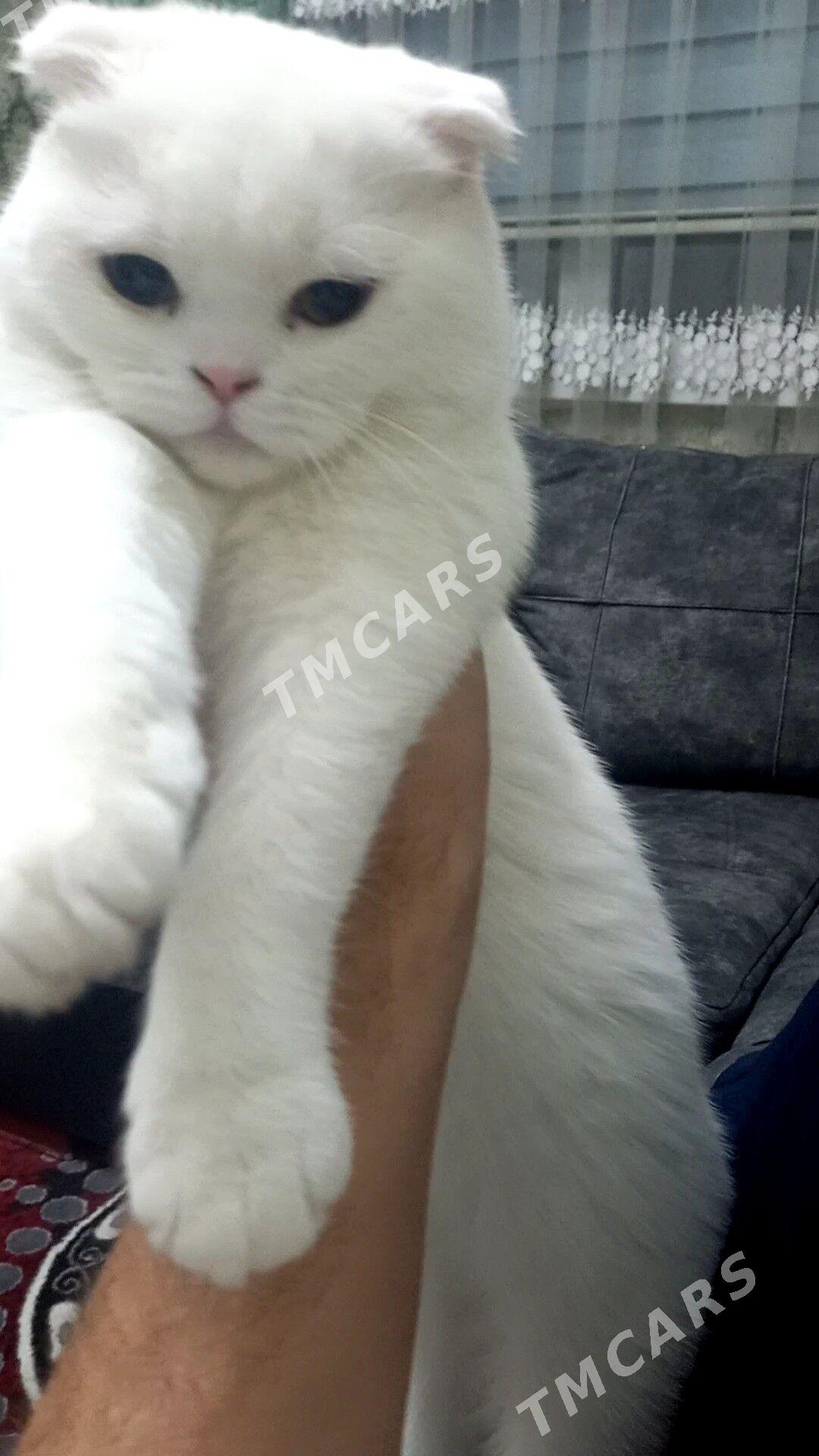 шотландский кот - Türkmenabat - img 5