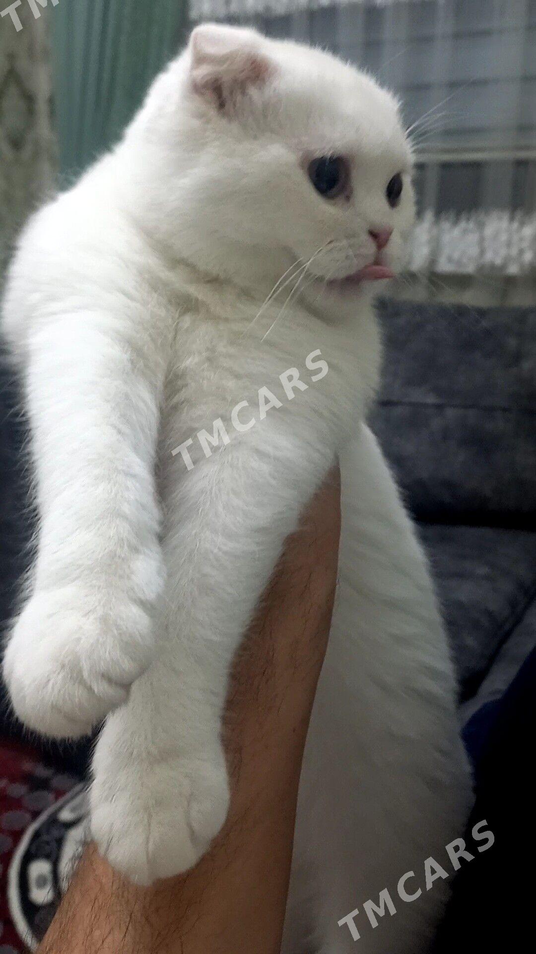 шотландский кот - Türkmenabat - img 6